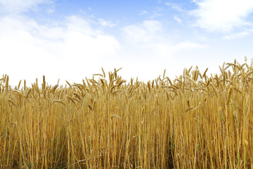 北海道の小麦畑　Hokkaido summer wheat field