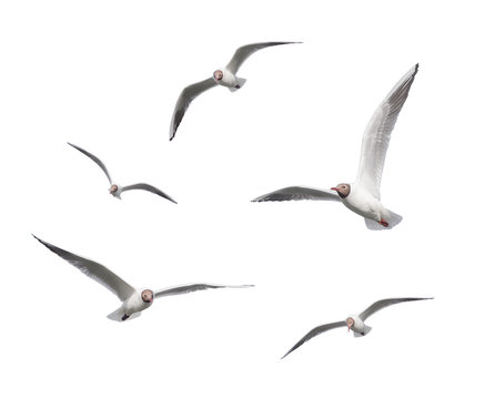 Seagulls flying on a white background