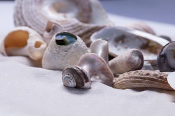 Sand Strand Muscheln Strandurlaub Maritim
