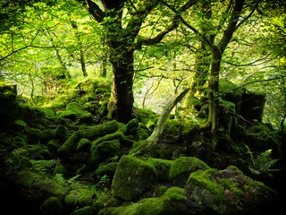 intense bright green woodland with moss covered boulders and bright green leaves