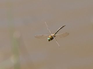 Top front view of Downy emerald dragonfly (Cordulia aenea) flying in flight