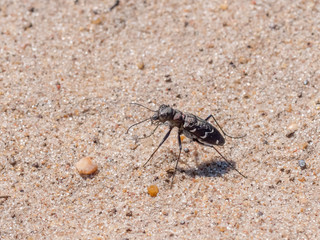 Rare endangered scarce Heath Tiger Beetle (Cicindela sylvatica) on sandy heathland path