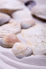 Sand Strand Muscheln Strandurlaub Maritim