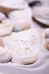 Sand Strand Muscheln Strandurlaub Maritim