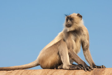 Gray Langur or the Semnopithecus entellus
