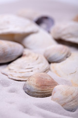 Sand Strand Muscheln Strandurlaub Maritim
