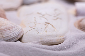 Sand Strand Muscheln Strandurlaub Maritim