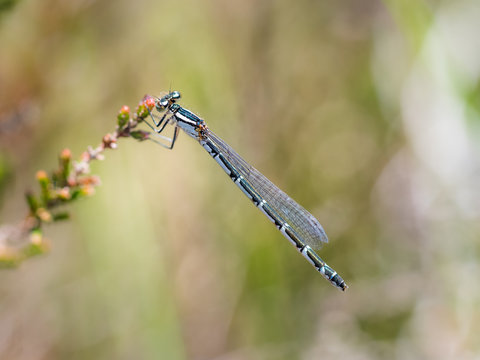 Female Common Blue damselfly (Enallagma cyathigerum) hanging from a flowering heather flower
