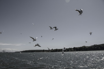 gulls