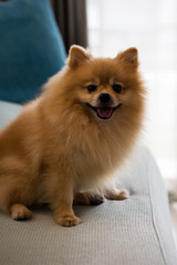 Close-up dog pomeranian spitz smiling, Selective focus.