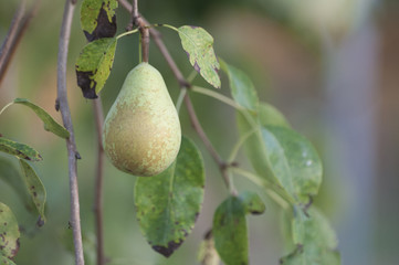 Pear