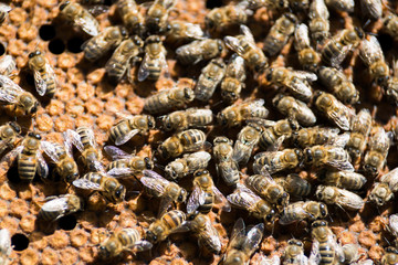 bee