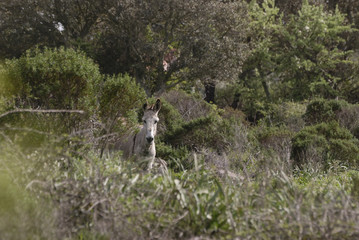 Fauna di Sardegna