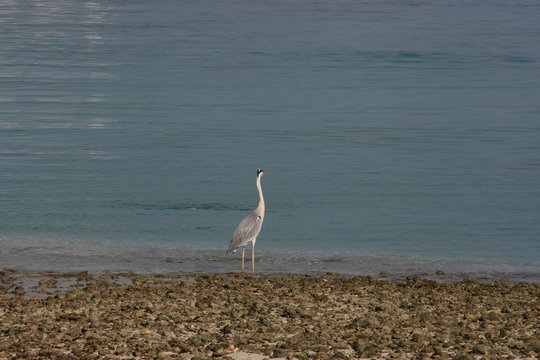 alone