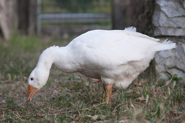 Goose