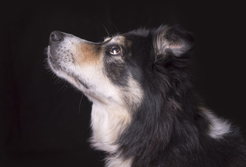 Gorgeous black and white sheep dog on a black background