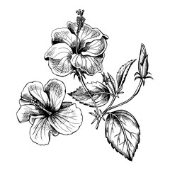 Hibiscus flowers. Vector illustration.