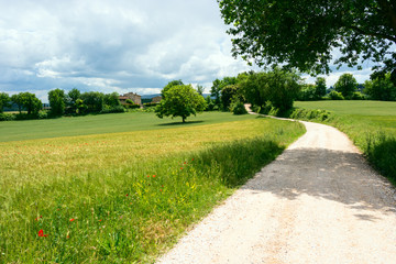 Fototapeta na wymiar Typical tuscan green landscape