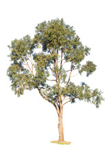 tree on white background