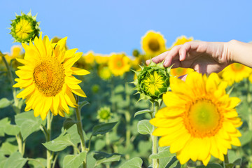 sunflower with a hand reaching forwards to touch it in a conceptual image of nature, agriculture...