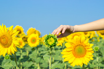 Fototapeta premium A girl touches a sunflower in a field of ripe sunflowers. Sunflower in woman palms