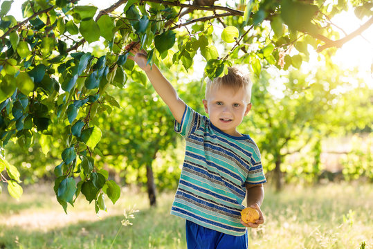 Boy in the apricot garden Harvesting