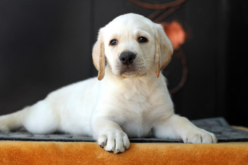 little labrador puppy on a yellow background