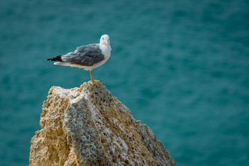 Oiseaux sur la falaise