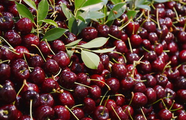 red cherry bulk for sale in market