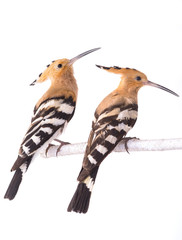 two eurasian hoopoe