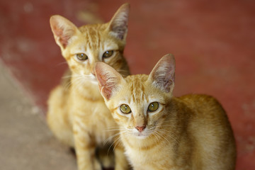 Image of a lovely cat. Pet Animal.