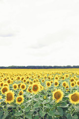 Sunflower field over cloudy blue sky and bright sun lights. Sunflowers at the field in summer.