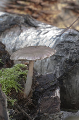 Deer Mushroom (Pluteus cervinus)