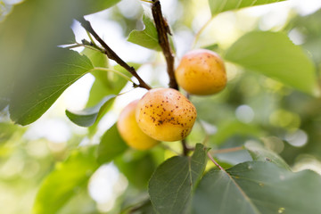 Ripe apricot on a tree branch