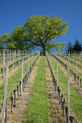 Obraz premium Weinberg