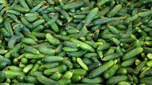 Young green cucumber used for pickling