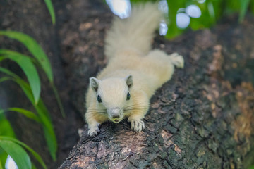 White squirrels on the tree founded in squirrels zone, Wachirabenchathat Park (BKK,Thailand) where people can play with them.