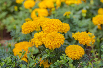 Marigold growing in the garden.