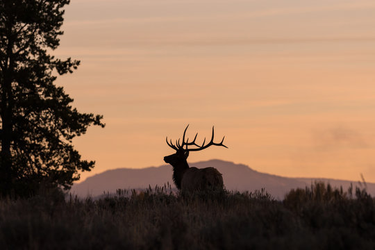 Fototapeta Bull Elk at Sunrise