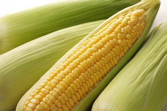 とうもろこし　Corn
