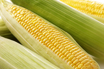 とうもろこし　Corn