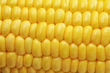 とうもろこし　Corn