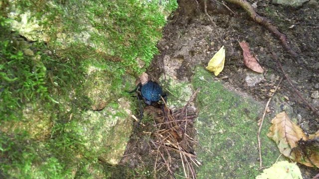 Caucasian ground beetles