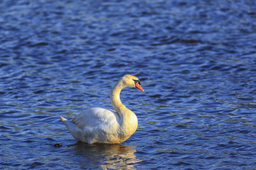 Mute swan