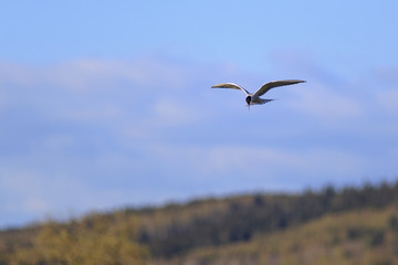 Common Tern