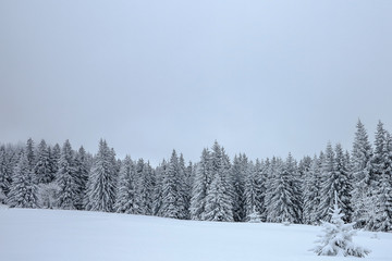 tief verschneiter Winterwald