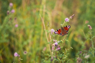 Butterfly in the grass