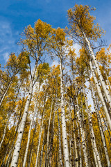 Naklejka premium Aspen grove