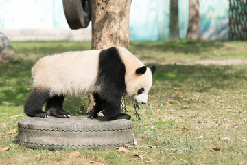 Fototapeta premium Panda walk on the grass field