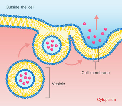 Exocytosis Vesicle Transport Cell Membrane